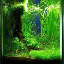 Kundenaquarien Naturaquarien Aquascaping Shop Frkundenaquarien Aquascaping Shop Fur Naturaquarien Aquascape Aquarium Aquarium Fish Tank Aquarium Fish