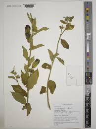 Image result for Cienfuegosia digitata