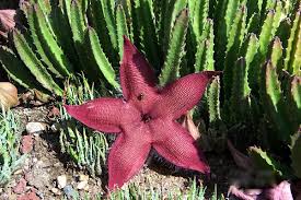 Image result for Stapelia