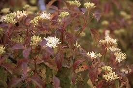 Bloodtwig dogwood 'midwinter fire', european dogwood 'midwinter fire' plant calculator. Cornus Sanguinea Midwinter Fire Landscape Plants Oregon State University
