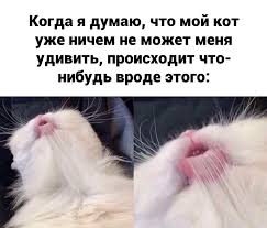 кто я из леди баг и супер кот тест Prikolnyh Prikolov Eshe Bolshe V Telegrame I V Instagramme V 2020 G Veselye Memy Smeshnye Memy Rabochie Memy