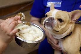 How to become a dog groomer at petsmart. Hot Dogs Can Cool Down With Free Frozen Treats At Petsmart S Petshotel On July 19 Business Wire