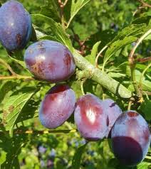 Insititia, or sometimes prunus insititia), also archaically called the damascene, is an edible drupaceous fruit, a subspecies of the plum tree. Hauszwetche Damson Tree 22 00 Plums Damsons And Gages Apple Trees And Fruit Trees For Sale Buy At Competitive Prices With Wholesale Discounts