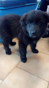 Le primissime testimonianze della sua esistenza arrivano come avete potuto intuire, il pastore maremmano rientra nei cani di taglia grande: Maremmano Maschio Nero 3 Mesi Annunci Animali Trovacuccioli Com Gratis Cani Gatti