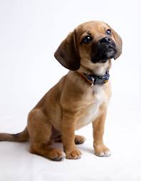 Black And Tan Puggle Pin On Puppies