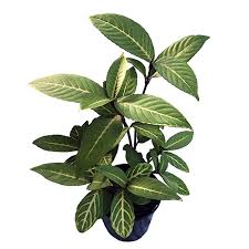 Image result for Sanchezia