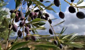Home Greek Liquid Gold Authentic Extra Virgin Olive Oil