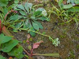 Image result for Corrigiola litoralis