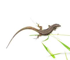 Erek Erek Kadal 2d 3d 4d Arti Mimpi Dan Angka Mimpi Kadal Erek Erek