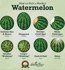 This can be hard to judge if you're not used to hefting watermelons, but pick up a few of a similar size and see if you can tell that one seems heavier. Long Beach Grocery Cooperative It S Watermelon Season Ever Wonder How Do I Know If A Watermelon Is Ripe Here Is A Nice Infographic That Explains How To Pick A Delicious Ripe
