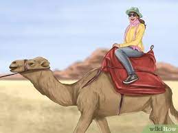 How the camel got his hump comprehension check (page5). How To Ride A Camel 12 Steps With Pictures Wikihow