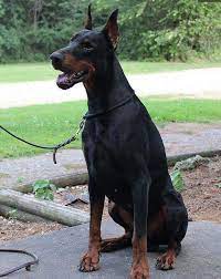 Doberman Pinscher Puppy For Sale In Gray Court Sc Adn 21075 On Puppyfinder Com Gender Male Age Doberman Pinscher Puppy Doberman Pinscher Dog Doberman Puppy