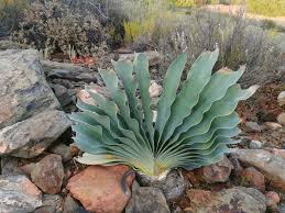 Image result for Boophone