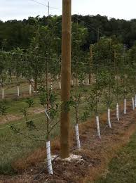 Click to enlarge to ensure your order will be filled for next year, you may now order online for 2022. High Density Apple Tree Planting 2011 Starkbros Growing Food Trees To Plant Espalier Fruit Trees