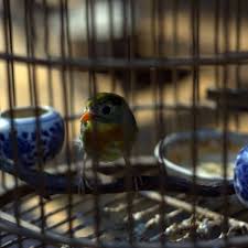 Do they sell birds at petsmart? How To Purchase Bird Supplies For Your Pet Bird Pethelpful