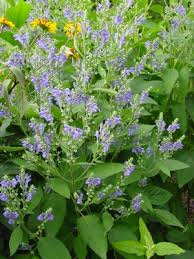 Image result for Scutellaria violascens