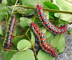 Image result for Ochna afzelii