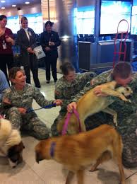 Before flying with your beloved pet, be sure to reference our guide on american airlines pet policy detailing restrictions and available accommodations. American Airlines Reunites Service Members With Dogs Queens Gazette