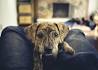 Mountain Cur Dog Breed Information and Pictures