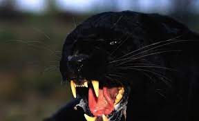 These were rip offs as i wore it only a few times. Schwarzer Puma Als Haustier So Etwas Wie Ne Riesen Katze Tiere Katzen