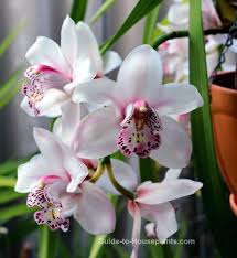 Buy cymbidium orchids and get the best deals at the lowest prices on ebay! Cymbidium Orchid Plants How To Grow Care And Get Cymbidiums To Bloom