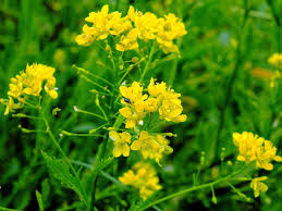 Image result for Rorippa madagascariensis