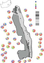 Image result for Aristida scabrivalvis