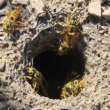Who are the beekeepers in los angeles county? Hive Removal Bee Friendly Honey Honey Bee Relocation And Wasp Removal Lafayette Ca