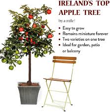 Check spelling or type a new query. Coronet Miniature Apple Trees Ireland Balconies Patios And Gardens