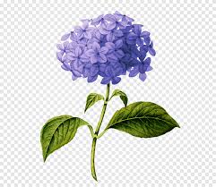 25+ most beautiful purple flowers with pictures » jessica paster. French Hydrangea Botanical Illustration Botany Pink Flowers Flower Blue Violet Png Pngegg