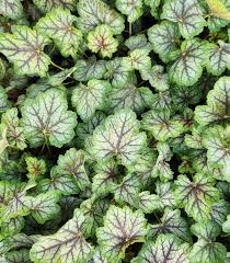 Image result for heuchera americana
