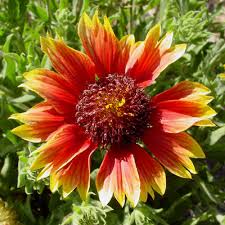 It loves full sun in arizona and is a great choice for color on a mound, draping over a pot, or any location in a desert or tropical landscape design.the. Gaillardia Pulchella Firewheel Indian Blanket Blanket Flower Southeastern Arizona Wildflowers And Plants