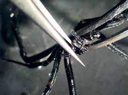 Lead scientist dr robert harrison demonstrates how they extract venom from snakes. Extraction Of Venom And Venom Gland Microdissections From Spiders For Proteomic And Transcriptomic Analyses Protocol