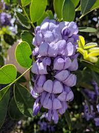 Maybe you would like to learn more about one of these? File Texas Mountain Laurel Flowers In El Paso Tx Jpg Wikipedia