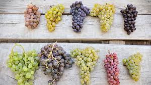 Grape Season The Different Types Of Grapes And How To Buy