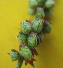 Image result for Melilotus indicus