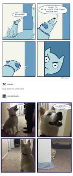 Small Angry Dog Angry Dog Funny Animals Funny Cute