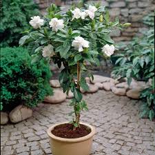 Image result for Gardenia