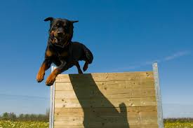 How can i stop my dog from jumping my fence? Can A Rottweiler Jump A Fence Answered Explained