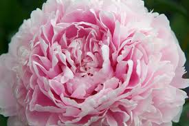 The plants also are toxic to dogs, so keep them far away from all of your pets. Paeonia Lactiflora Sarah Bernhardt Bbc Gardeners World Magazine