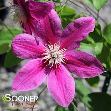 Image result for Clematis