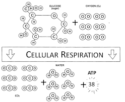 Cellular Respiration Inspired By Https Br Pinterest Com Pin 280067670555021865 Respiracion Celular Quimica Actividades