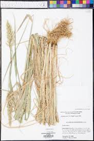 Image result for Echinochloa crus-pavonis