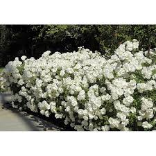 Companion planting in the rose garden sa garden and home. Climbing Iceberg Rose Honey Fragrance Repeat Bloomer 4 Pot Walmart Com Walmart Com