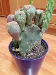 For instance, fungal infections are a common issue that many indoor cacti face. Cactus And Succulents Forum Problems With A Cactus Garden Org