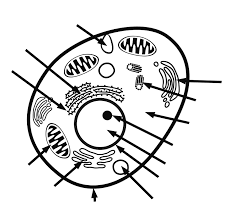 Maybe you would like to learn more about one of these? Animal Cell Free Printable To Label Color Kidcourses Com