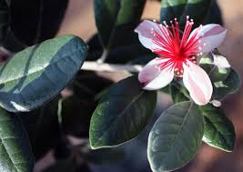 My tree had over one hundred flowers with fruit and they started to fall off and i now have 2 pieces of fruit and it's late august and the tree is starting my brother grew a pineapple guava hedge around a 20 foot cordyline australis in the center of a large lawn and despite the trimming into a square shape. Pineapple Guava Care A Diamond In The Rough Tastylandscapetastylandscape