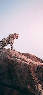 We did not find results for: Best Cheetah Iphone X Hd Wallpapers Ilikewallpaper
