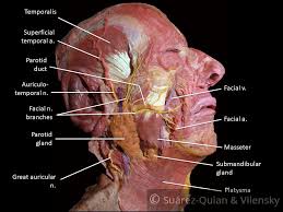 The Facial Nerve Cn Vii Course Functions Teachmeanatomy