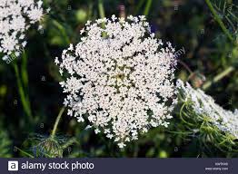 Fiori gialli fiori primaverili bellissimi fiori primule immagini di fiori splendidi giardini piantare fiori fiori colorati consigli di giardinaggio. Grande Bianco Fiori Di Campo Ammi Majus Bullwort Queen Anne Lace Laceflower Selvaggio Fiore Vista Dall Alto Foto Stock Alamy